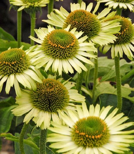 Echinacea 'Green Jewel'